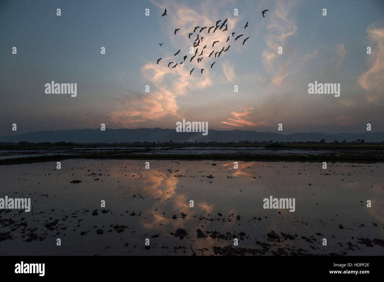 Uno stormo di uccelli in volo su un campo allagato in Nyaungshwe, Myanmar. Foto Stock