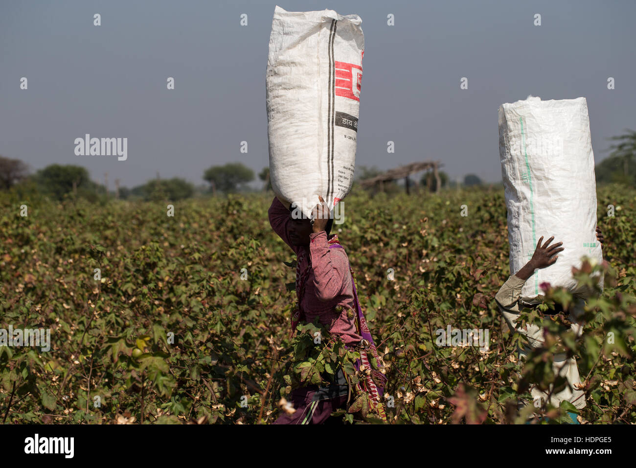 I lavoratori agricoli il raccolto di cotone biologico in Gujurat, a nord-ovest di India Foto Stock