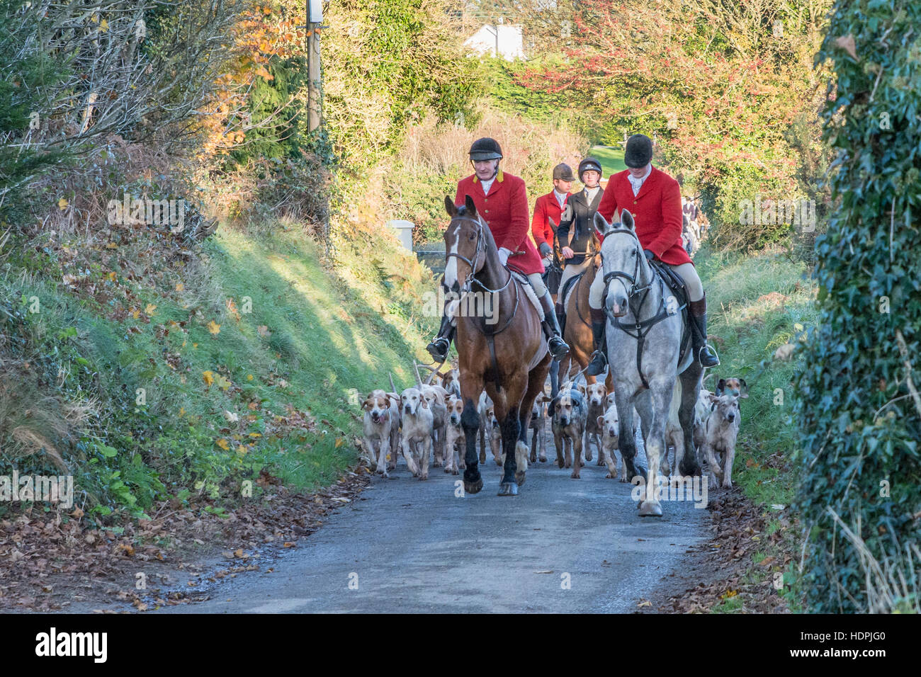 Fox Hunt sul vicolo del paese nella contea di Wexford in Irlanda Foto Stock