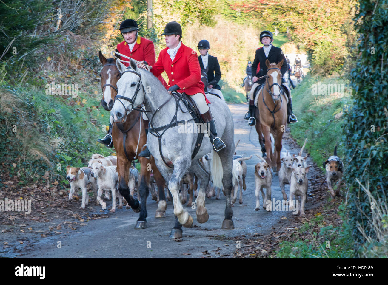 Fox Hunt nella contea di Wexford in Irlanda Foto Stock