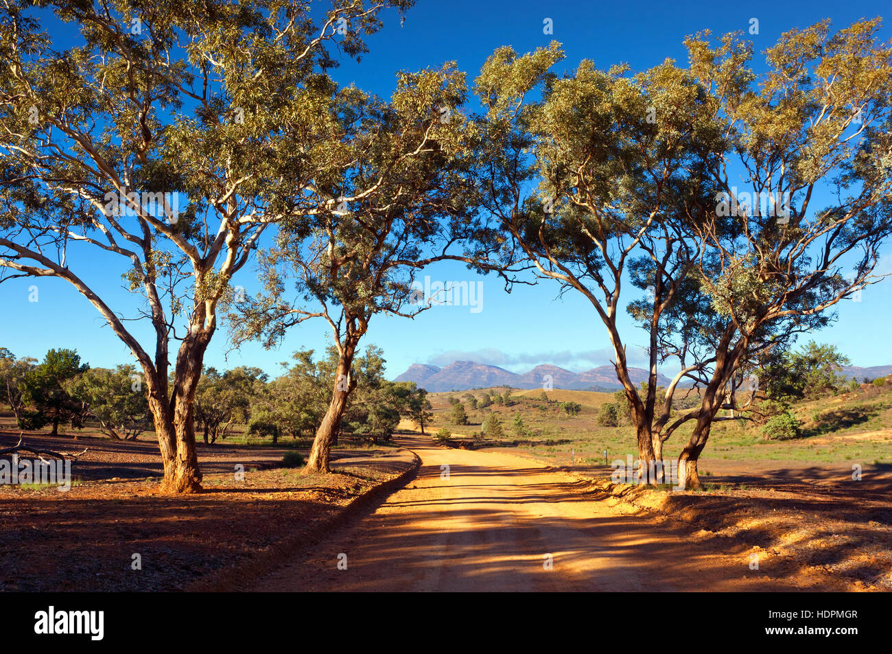 Paesaggio outback Flinders Ranges Wilpena Pound South Australia Australian paesaggi St Mary Peak gum tree alberi Bunyeroo Valle Foto Stock