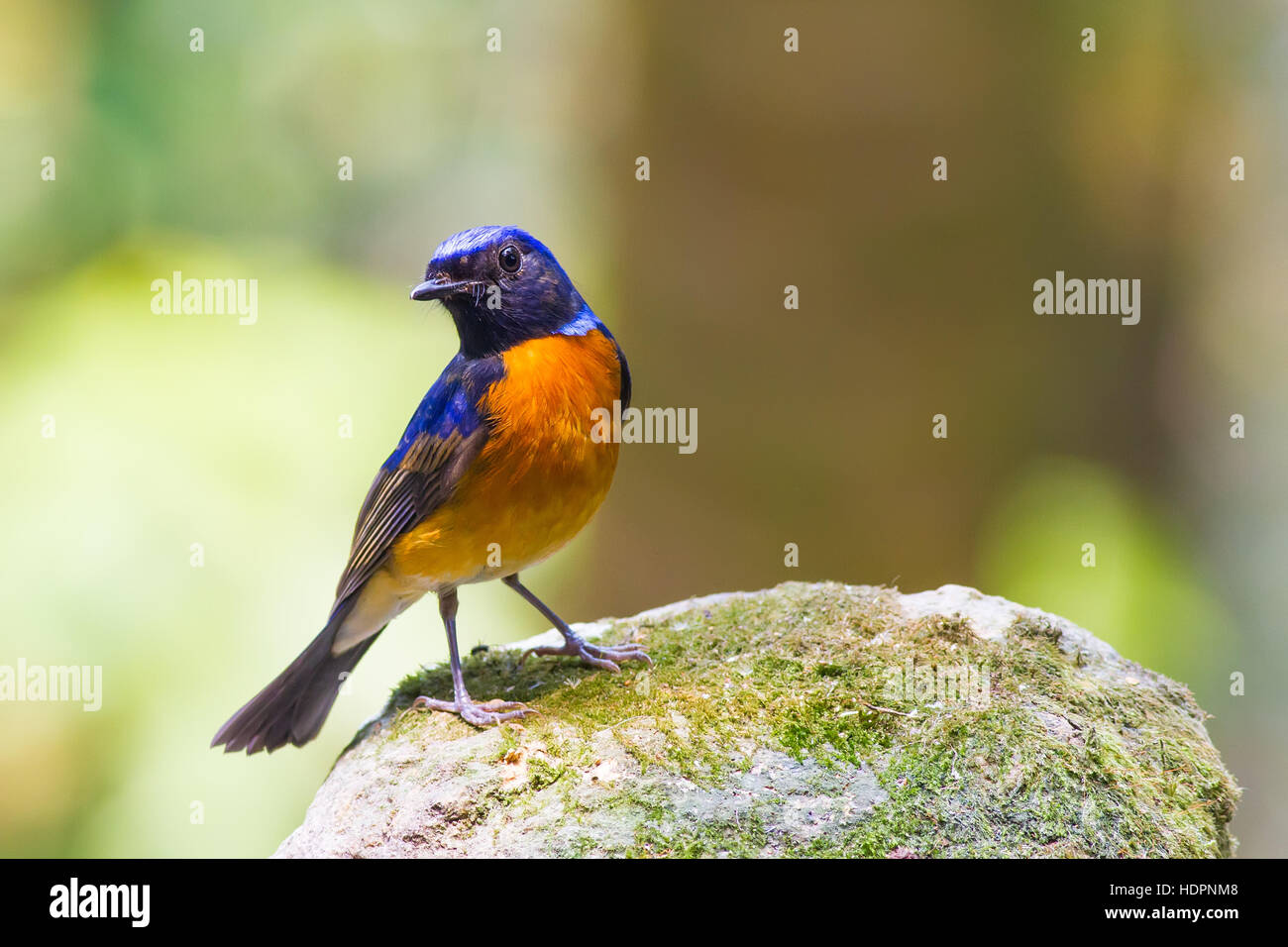 Il Fujian Niltava permanente sulla pietra Foto Stock
