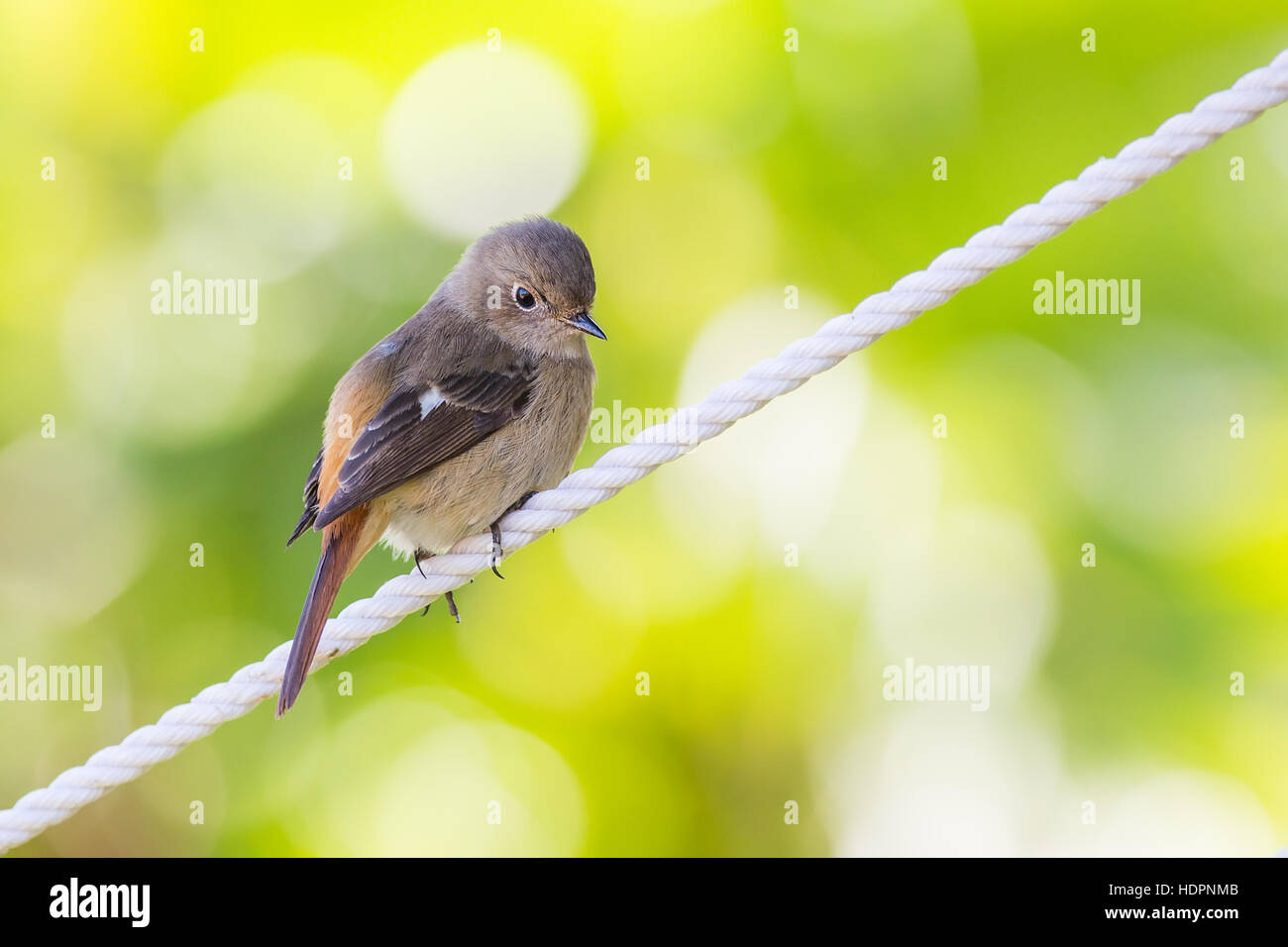 Daurian Redstart in piedi con sfondo verde Foto Stock