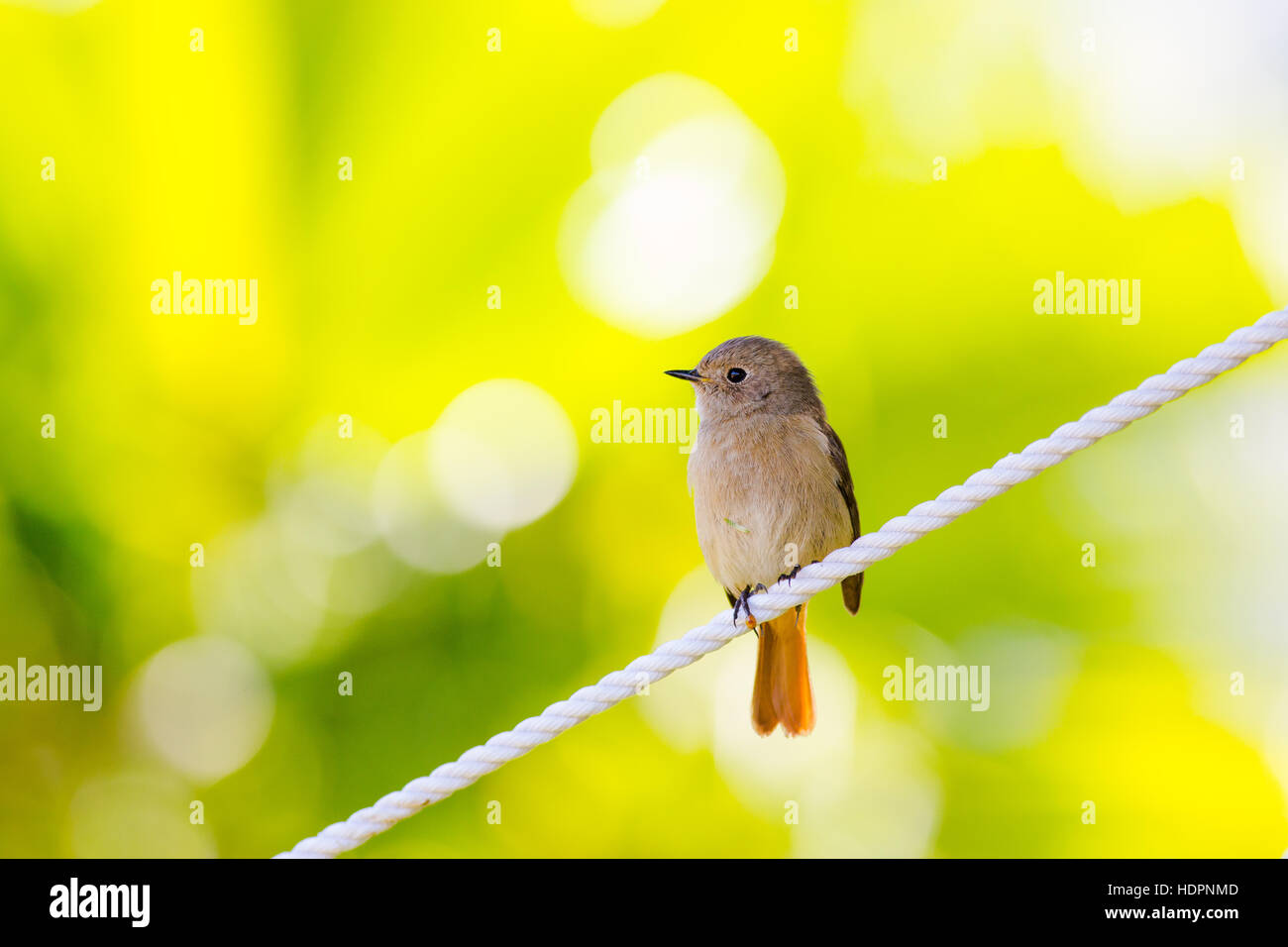 Daurian Redstart in piedi con sfondo verde Foto Stock