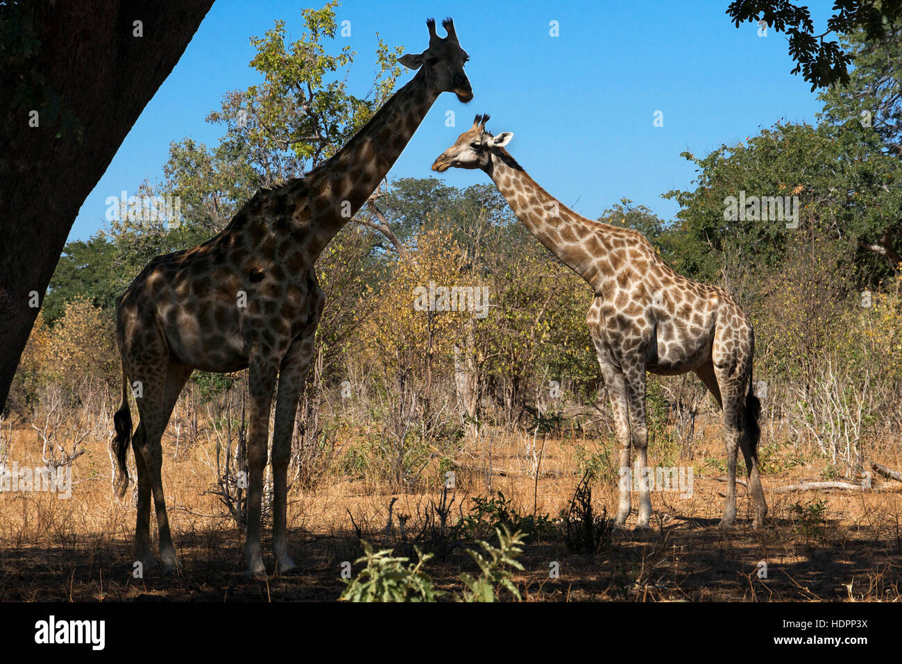 Da Victoria Falls è possibile visitare il vicino Botswana. In particolare Chobe National Park. Una coppia di giraffe permanente sulla rive del Chobe Foto Stock
