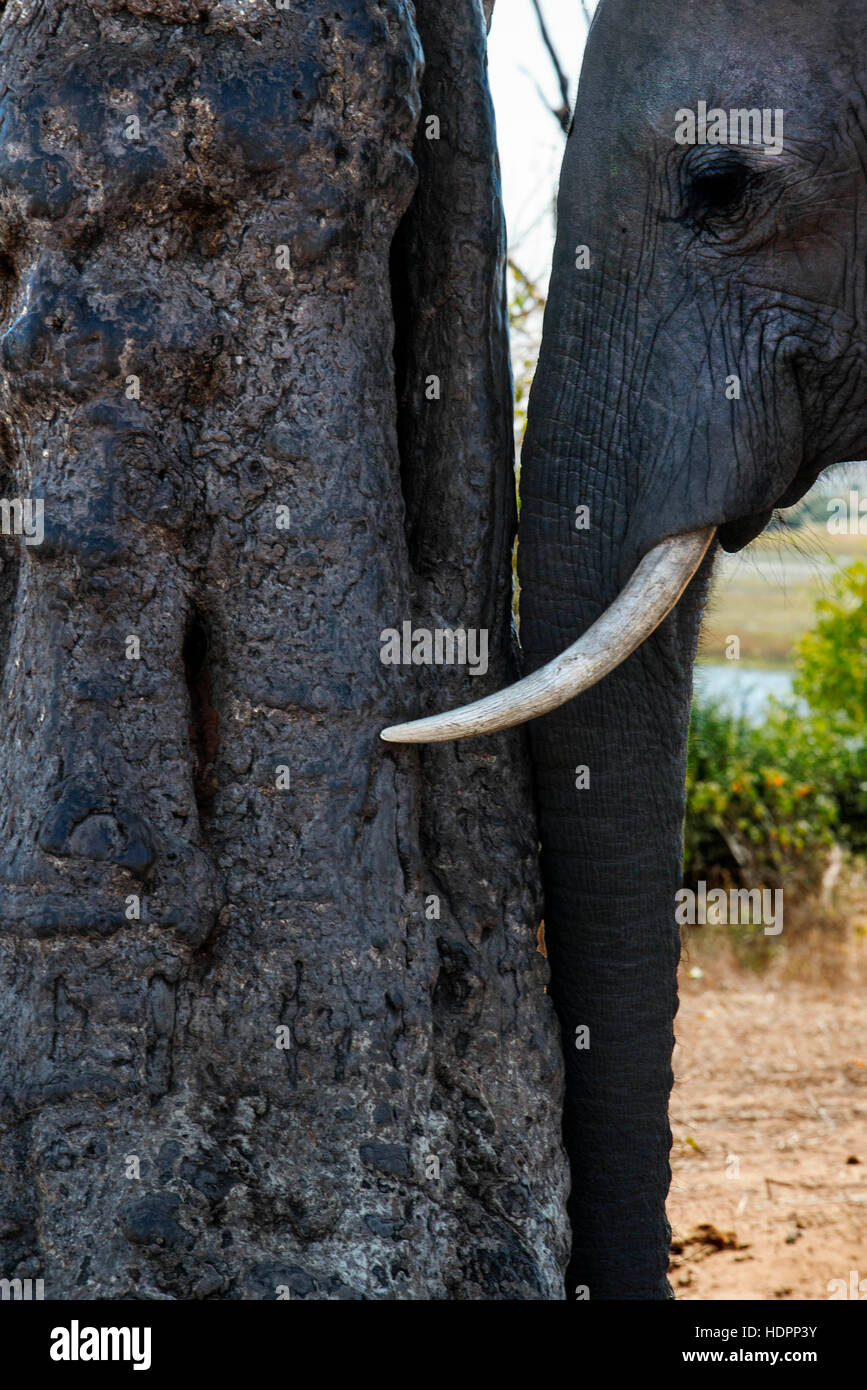 Da Victoria Falls è possibile visitare il vicino Botswana. In particolare Chobe National Park. Un elefante graffi la sua testa di Chobe River Front. Foto Stock