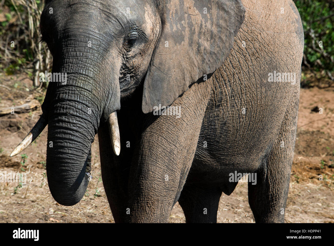 Da Victoria Falls è possibile visitare il vicino Botswana. In particolare Chobe National Park. Un elefante a camminare in Chobe River Front. Chobe Nati Foto Stock