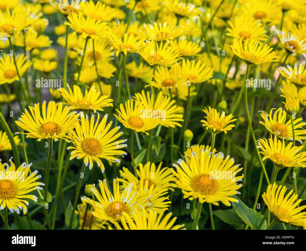 Mazzetto di giallo Doronicum grandiflorum fiori che crescono nel giardino Foto Stock