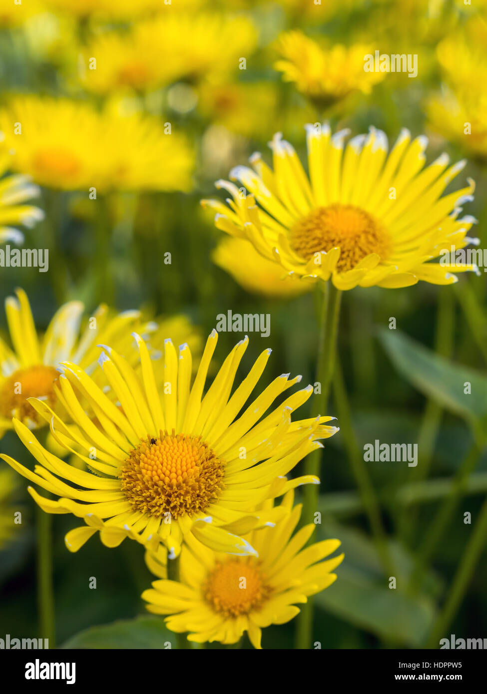 Mazzetto di giallo Doronicum grandiflorum fiori che crescono nel giardino Foto Stock