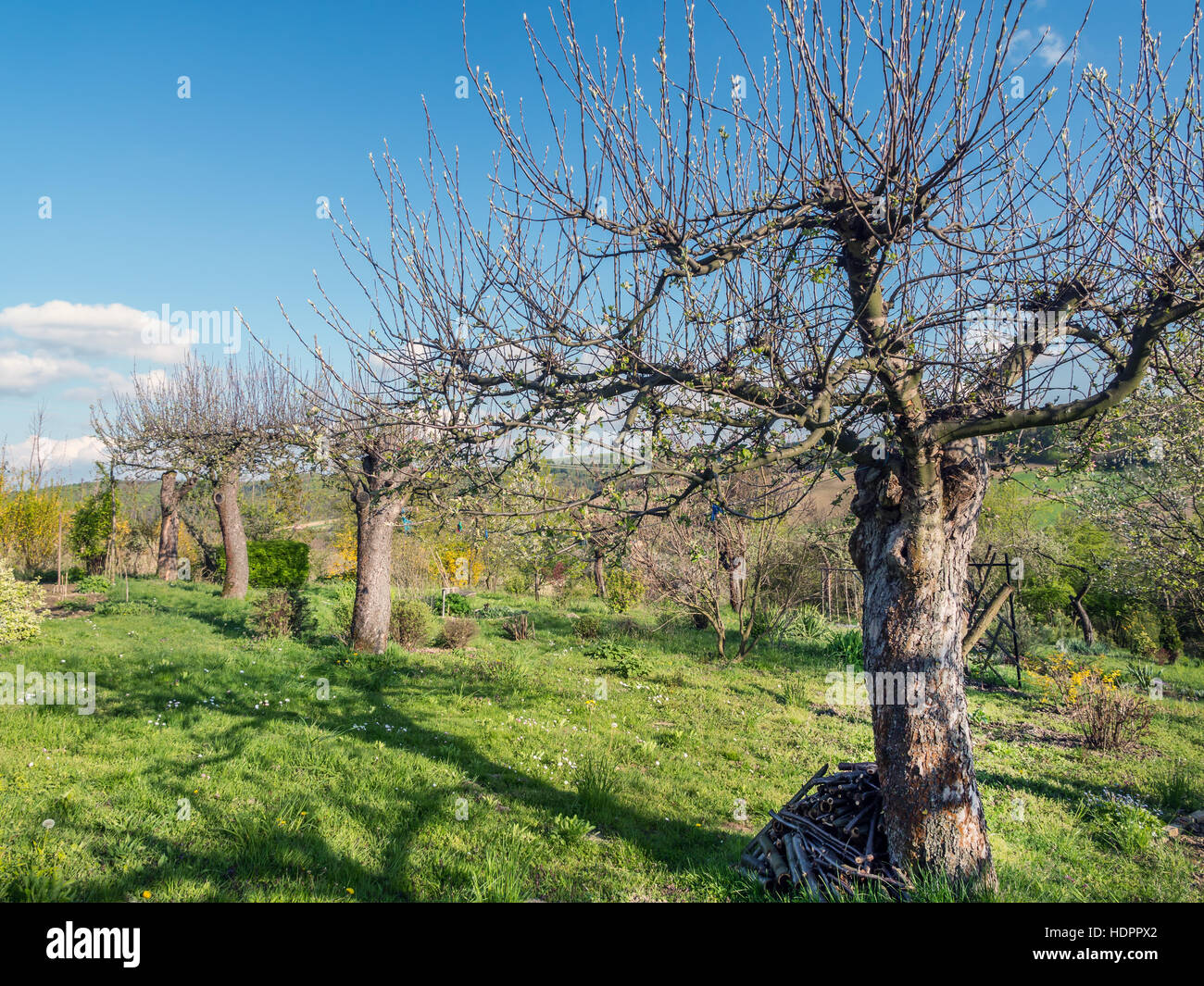 Il vecchio albero di apple orchard in primavera Foto Stock Il vecchio albero di apple orchard in primavera Foto Stock