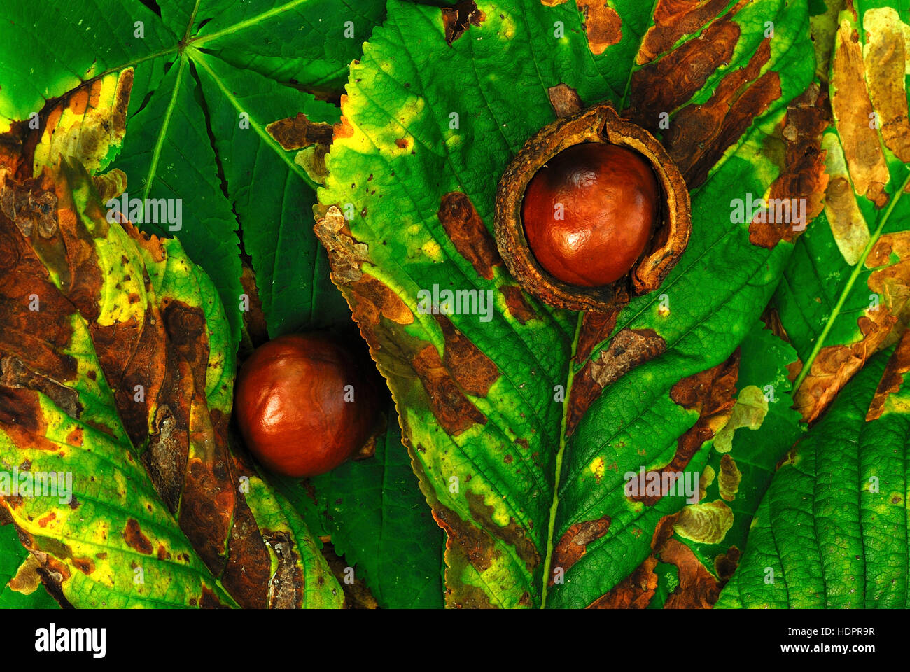 Due brillanti ippocastani sul cavallo di foglie di castagno REGNO UNITO Foto Stock