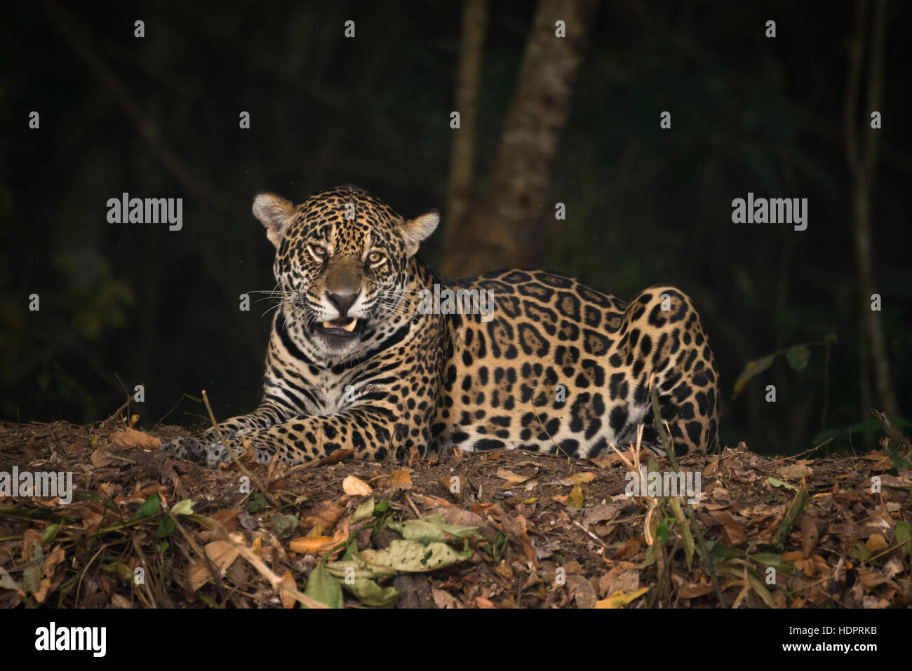 Una Jaguar da Pantanal del Nord Foto Stock