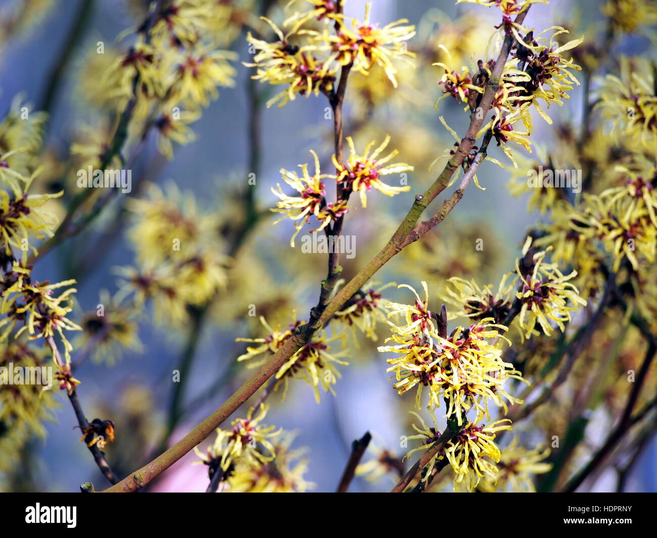 Giallo e rosso borgogna infiorescenze di amamelide. Foto Stock