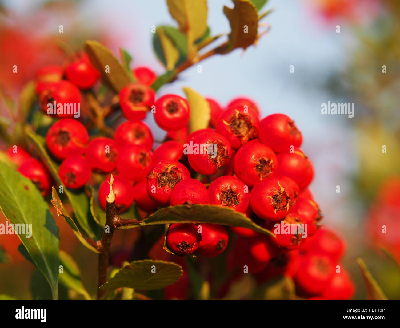 Pyracantha coccinea, scarlet firethorn Foto Stock