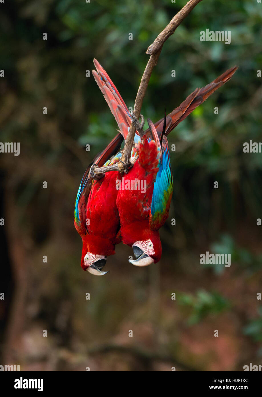 Due rosso-verde Macaws appeso a testa in giù da un ramo di albero Foto Stock