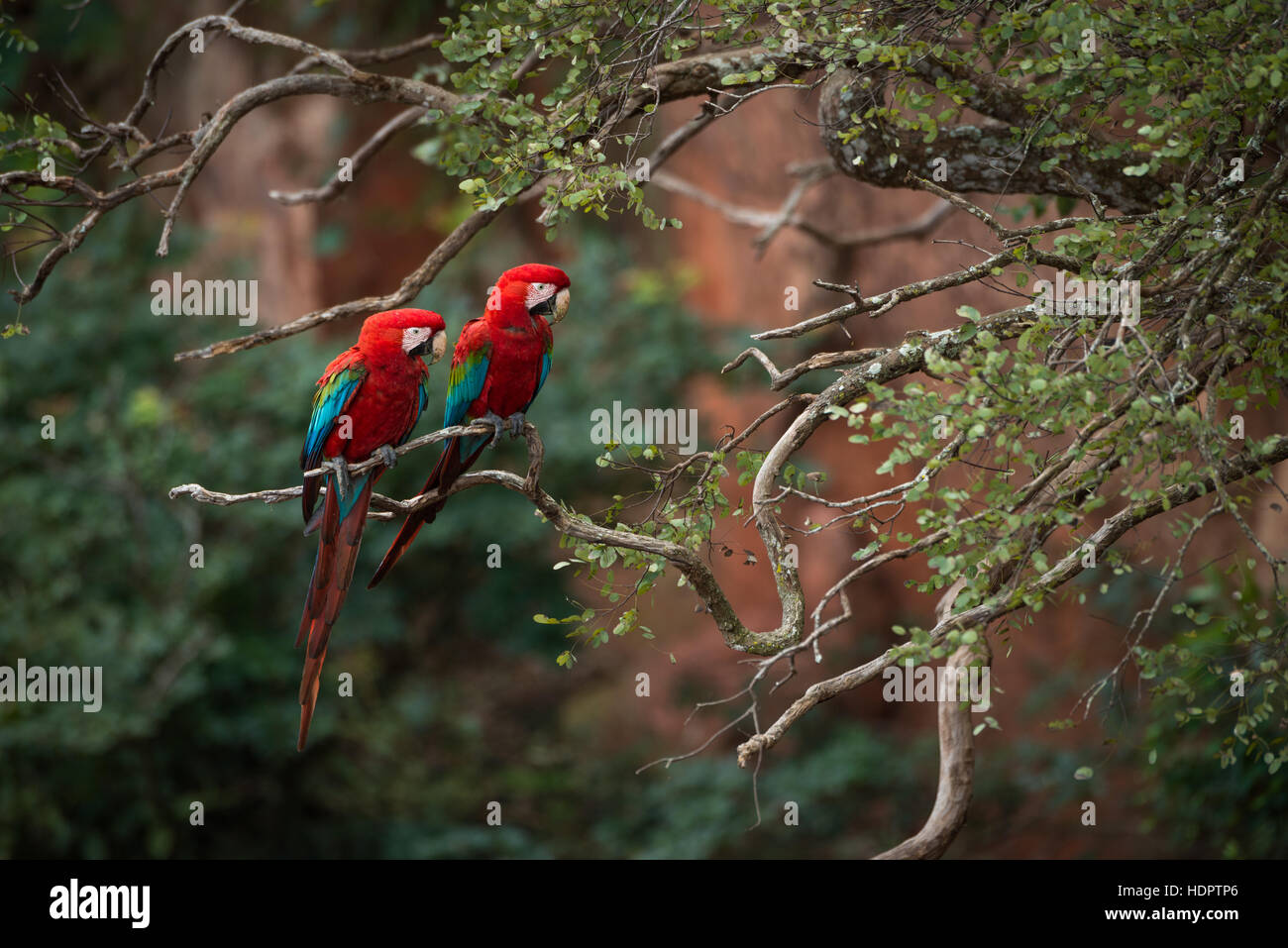 Una coppia di allevamento di rosso-verde Macaws appollaiato su un albero con scogliere di arenaria in background Foto Stock