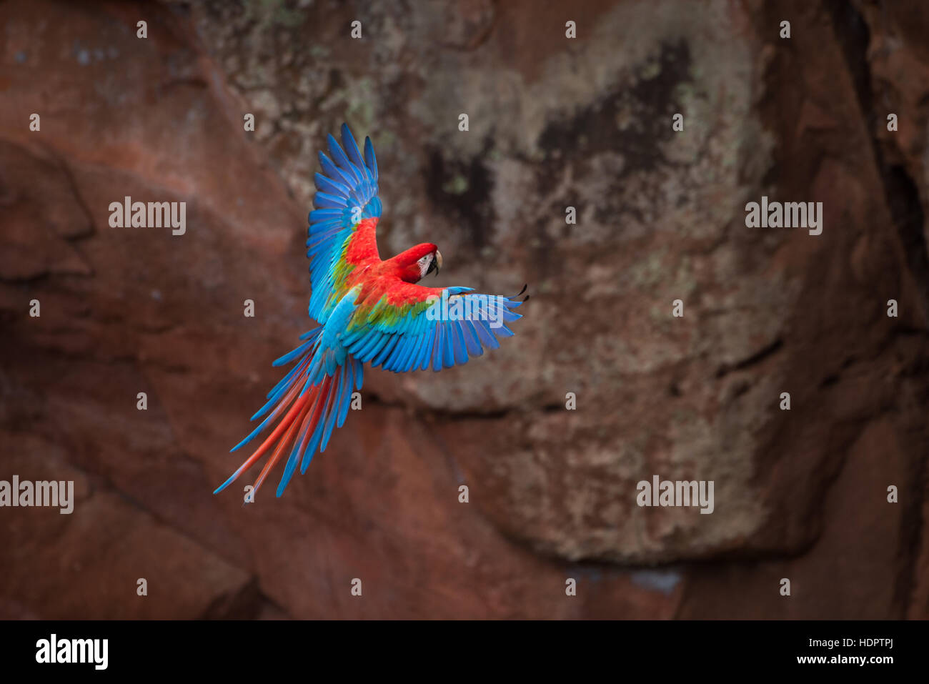 Un rosso-verde Macaw preparazione a terra in una dolina pareti verticali. Foto Stock