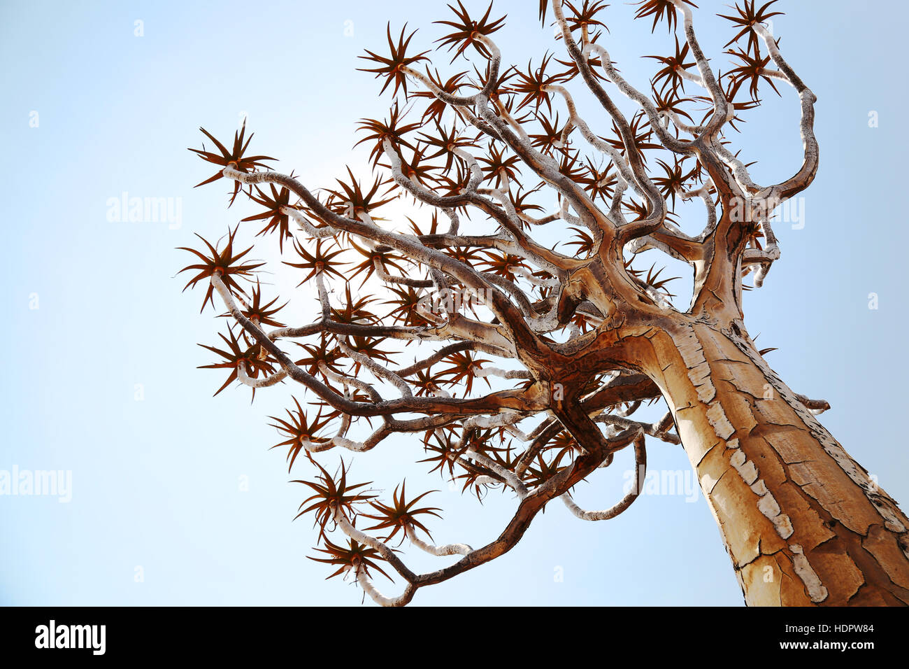 Pointsky della vista di una faretra Tree contro il sole in Namibia, Africa Foto Stock