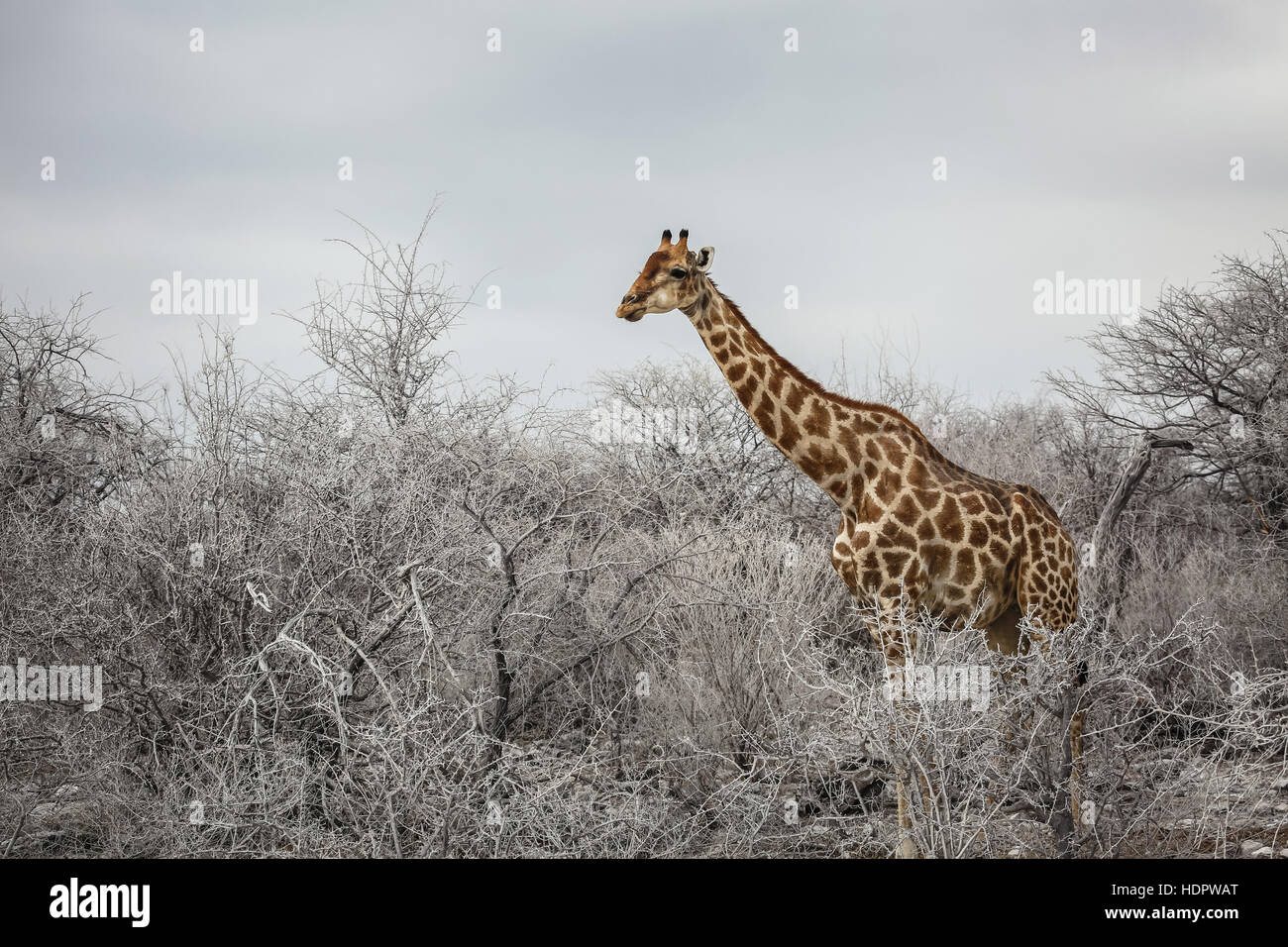 Corpo pieno fotografia di una giraffa emergente dal buch presso il Parco Nazionale di Etosha, Namibia Foto Stock