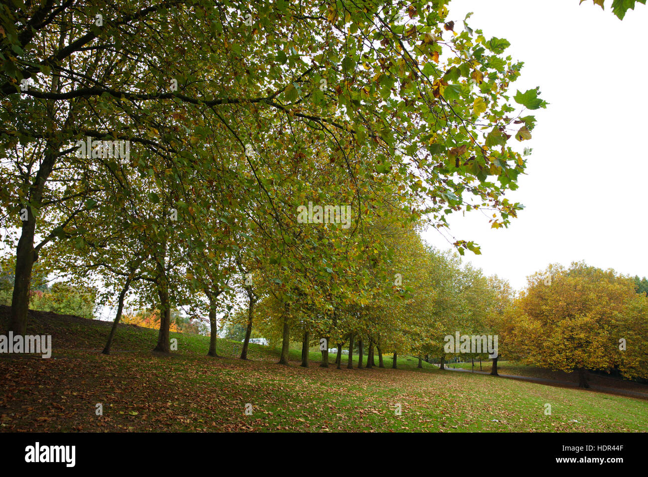 Alexandra Palace di Londra Nord 29 ott 2016 - i colori dell'autunno display in Alexandra Palace l'ultimo giorno del periodo estivo britannico. Dotato di: atmosfera dove: Londra, Regno Unito quando: 29 Ott 2016 Foto Stock