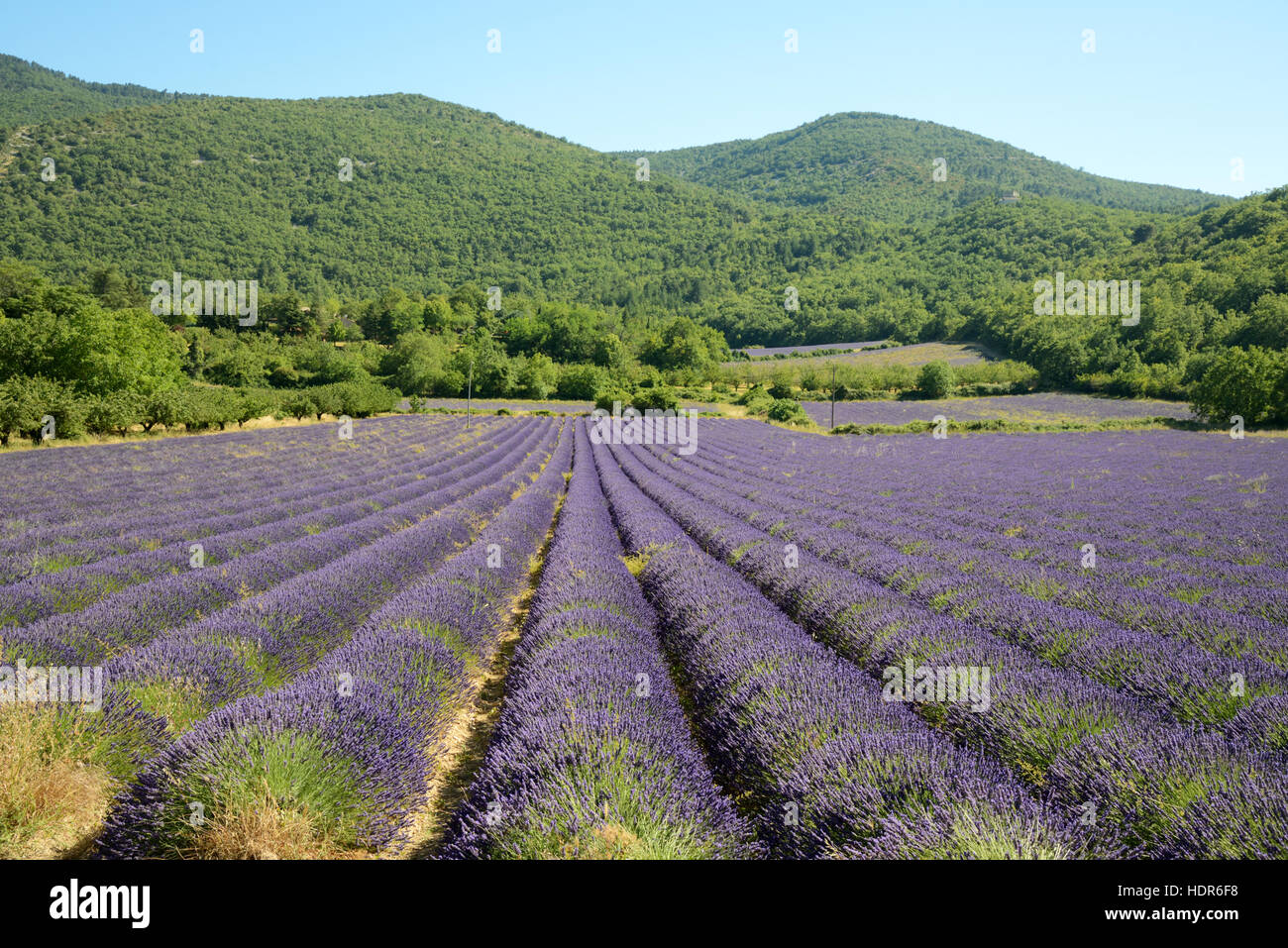 Campo e filari di Lavanda con colline boscose del Parco Regionale del Luberon Provence Francia Foto Stock