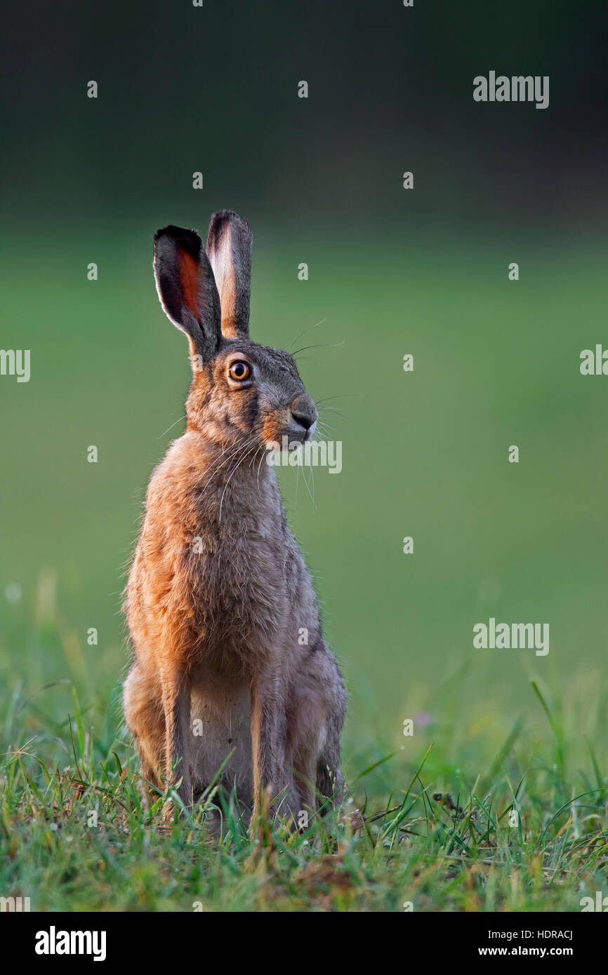 Unione Brown lepre (Lepus europaeus) seduta nella prateria Foto Stock