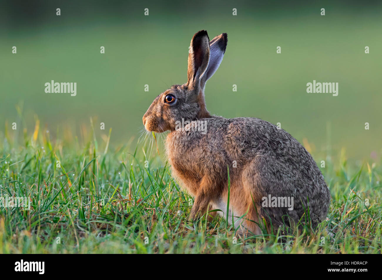 Unione Brown lepre (Lepus europaeus) seduta nella prateria Foto Stock