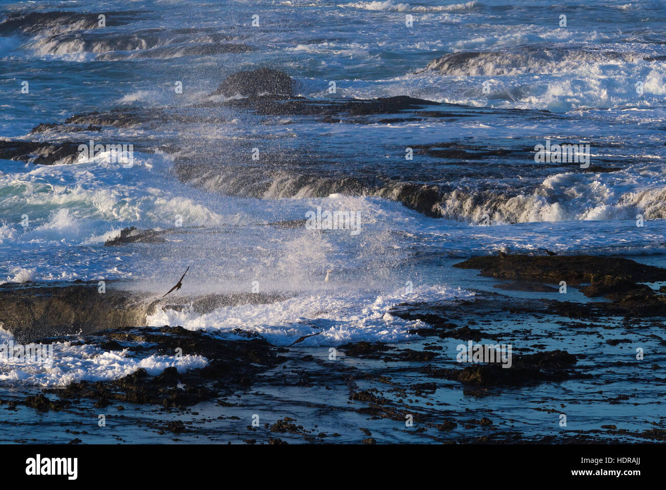 Potente scena con onde che si infrangono creando una drammatica esplosione su questa roccia lavica bluffs Foto Stock