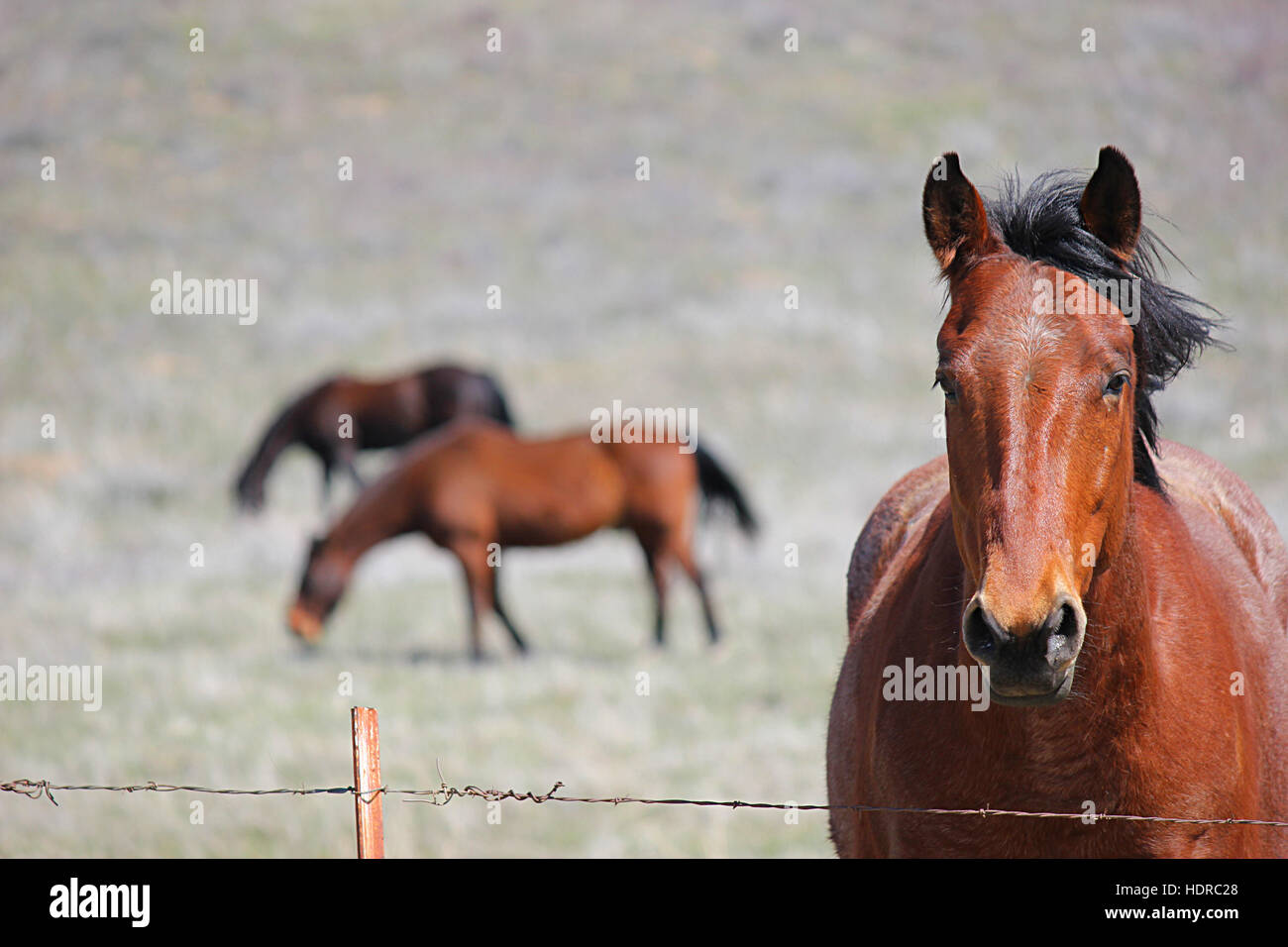 Cavallo fotogenica guardando la telecamera con i cavalli in background Foto Stock