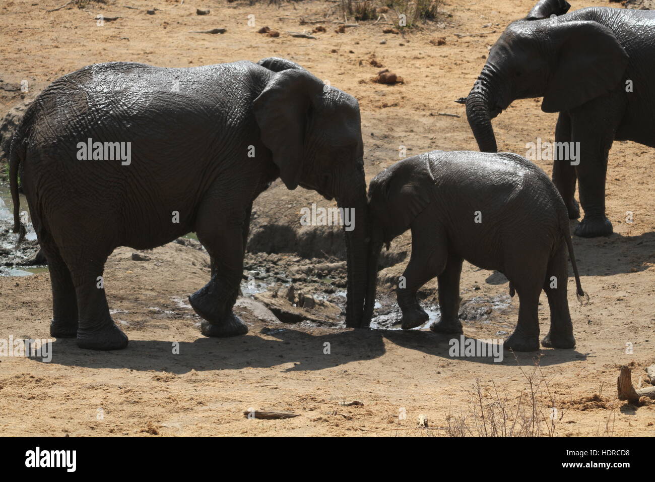 Tre elefanti africani in un fangoso Watering Hole Foto Stock