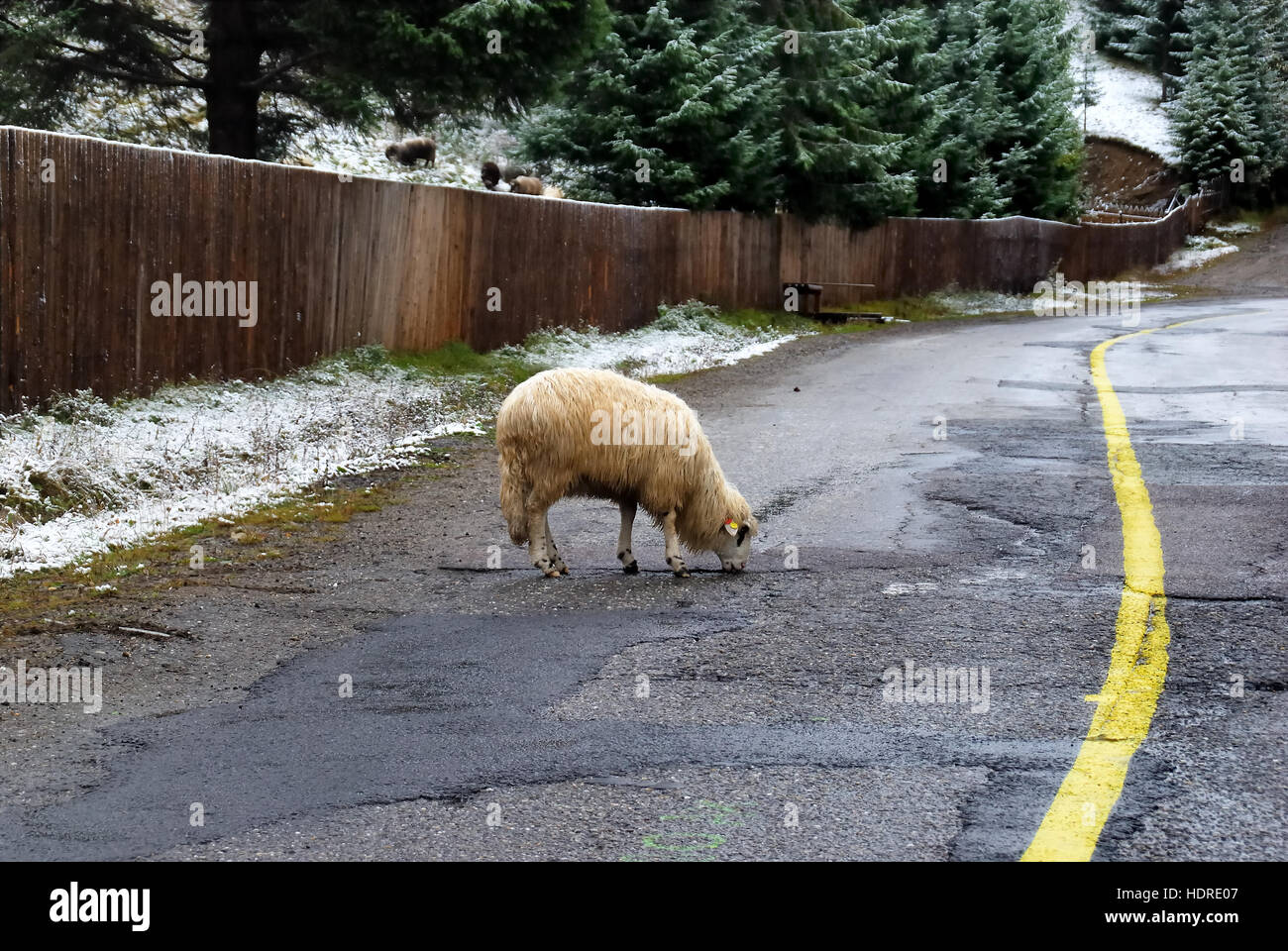 Maramures, isolata regione dei Carpazi della Romania. Una pecora su strada. In questa regione non è insolito trovare cavalli, pecore, mucche e animali selvatici sulla strada. Foto Stock