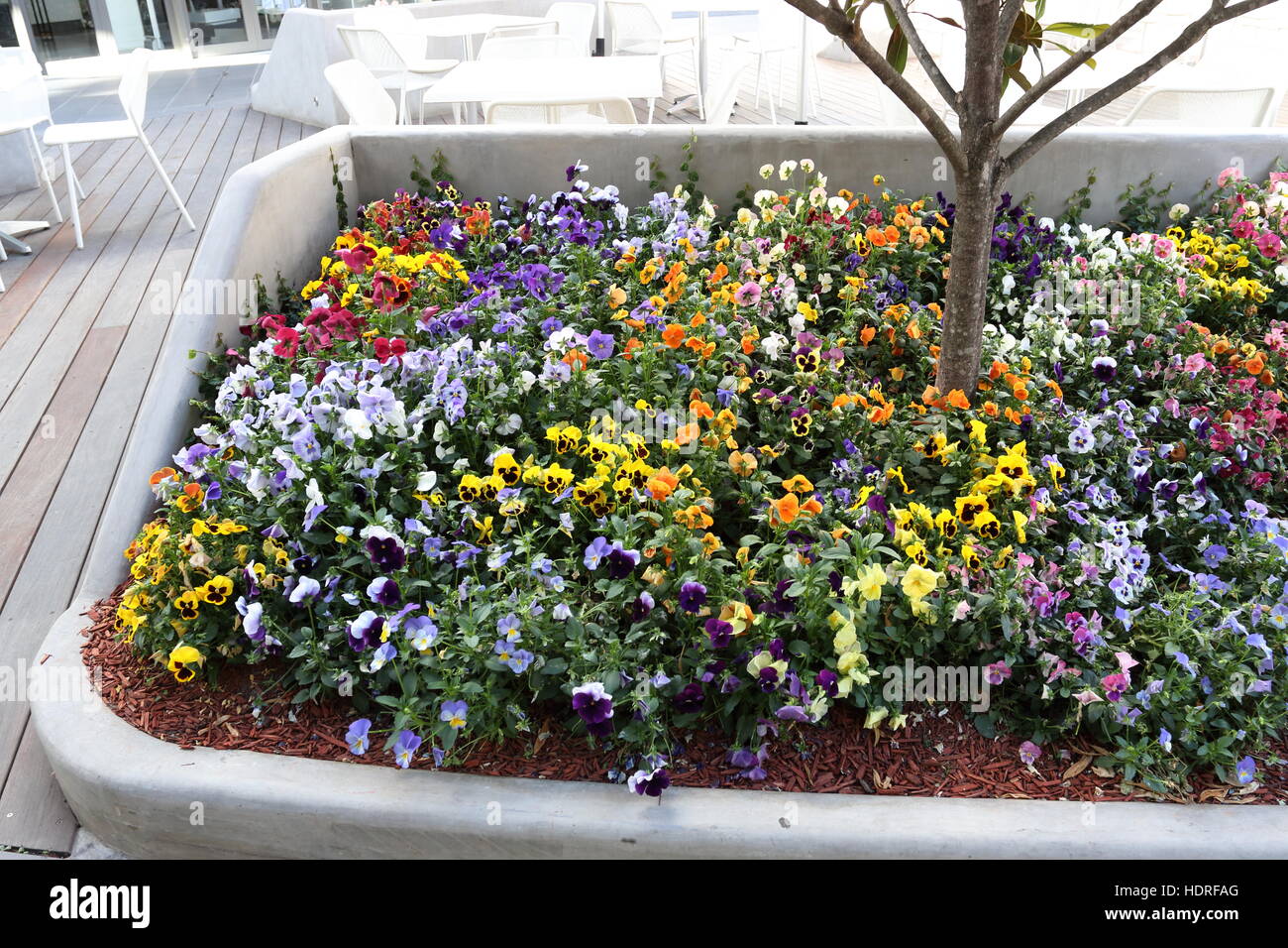 Colori misti pansies fioritura e di viole che crescono in una pentola Foto Stock