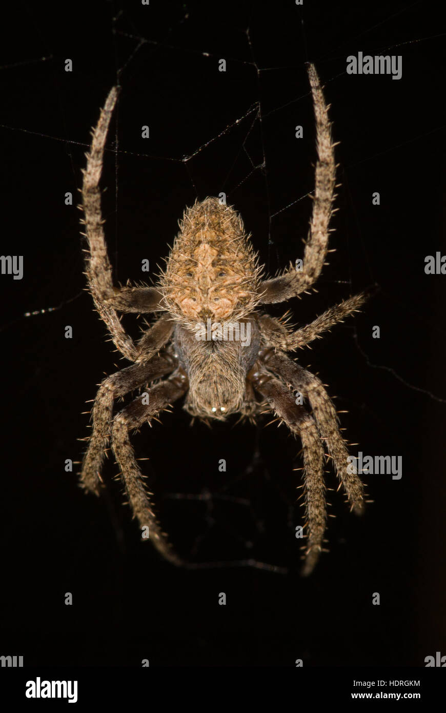 Il Ragno peloso India orbweaver scimmia Foto Stock