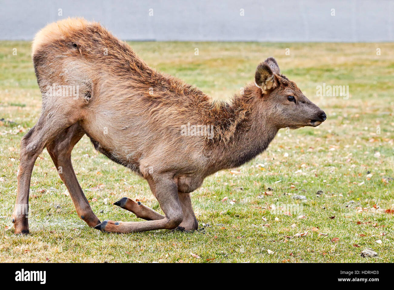 Close up foto di giovani elk nel Parco Nazionale di Yellowstone Visitor Center al primo giorno nevoso, STATI UNITI D'AMERICA. Foto Stock