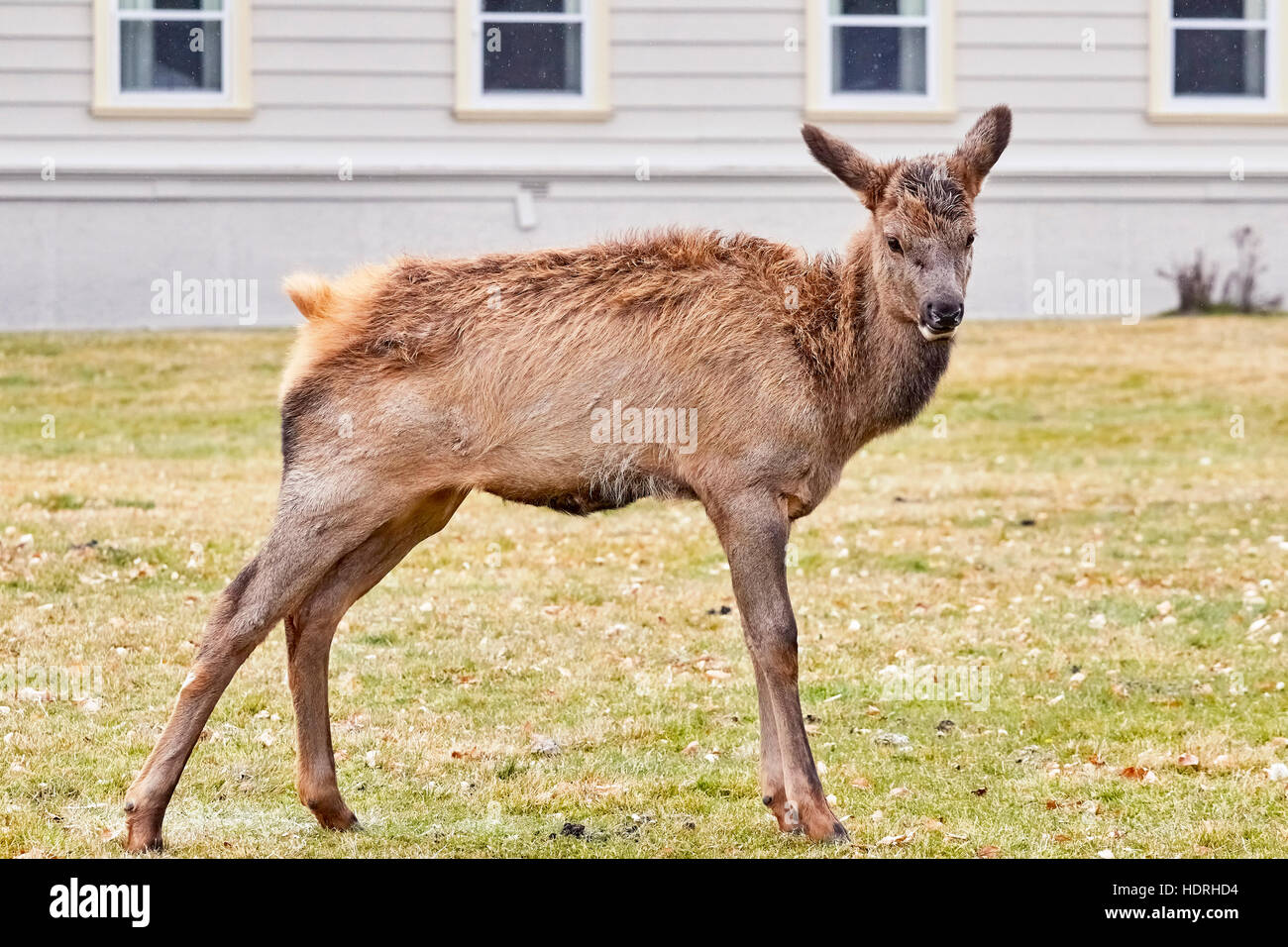 Close up foto di giovani elk nel Parco Nazionale di Yellowstone Visitor Center al primo giorno nevoso, STATI UNITI D'AMERICA. Foto Stock
