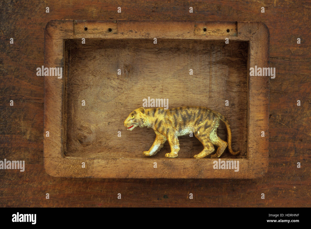 Vassoio di legno contenente il modello di plastica di Tiger passeggiate o inseguendo la sua preda Foto Stock