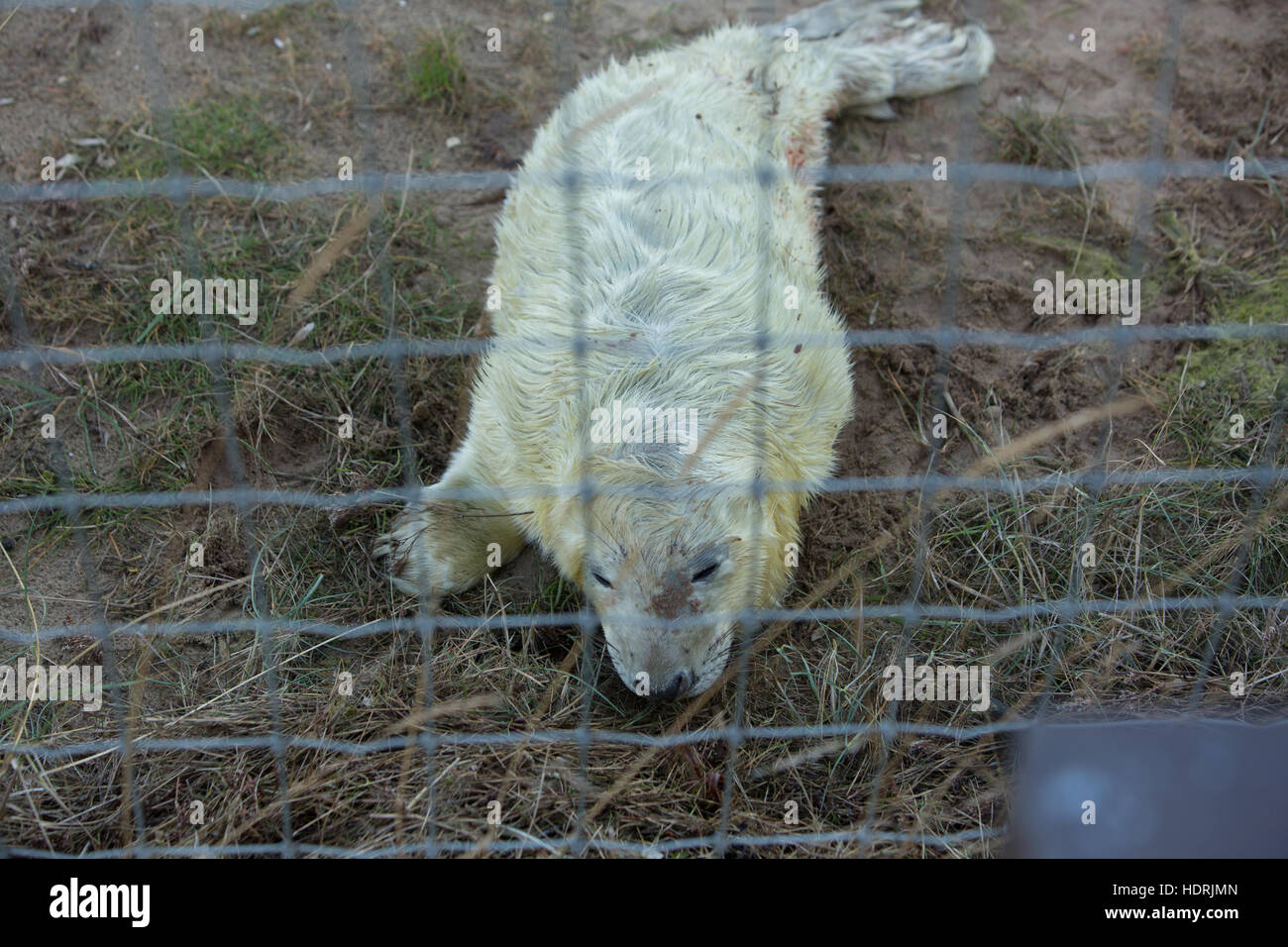 Appena nato guarnizione grigio. Foto Stock