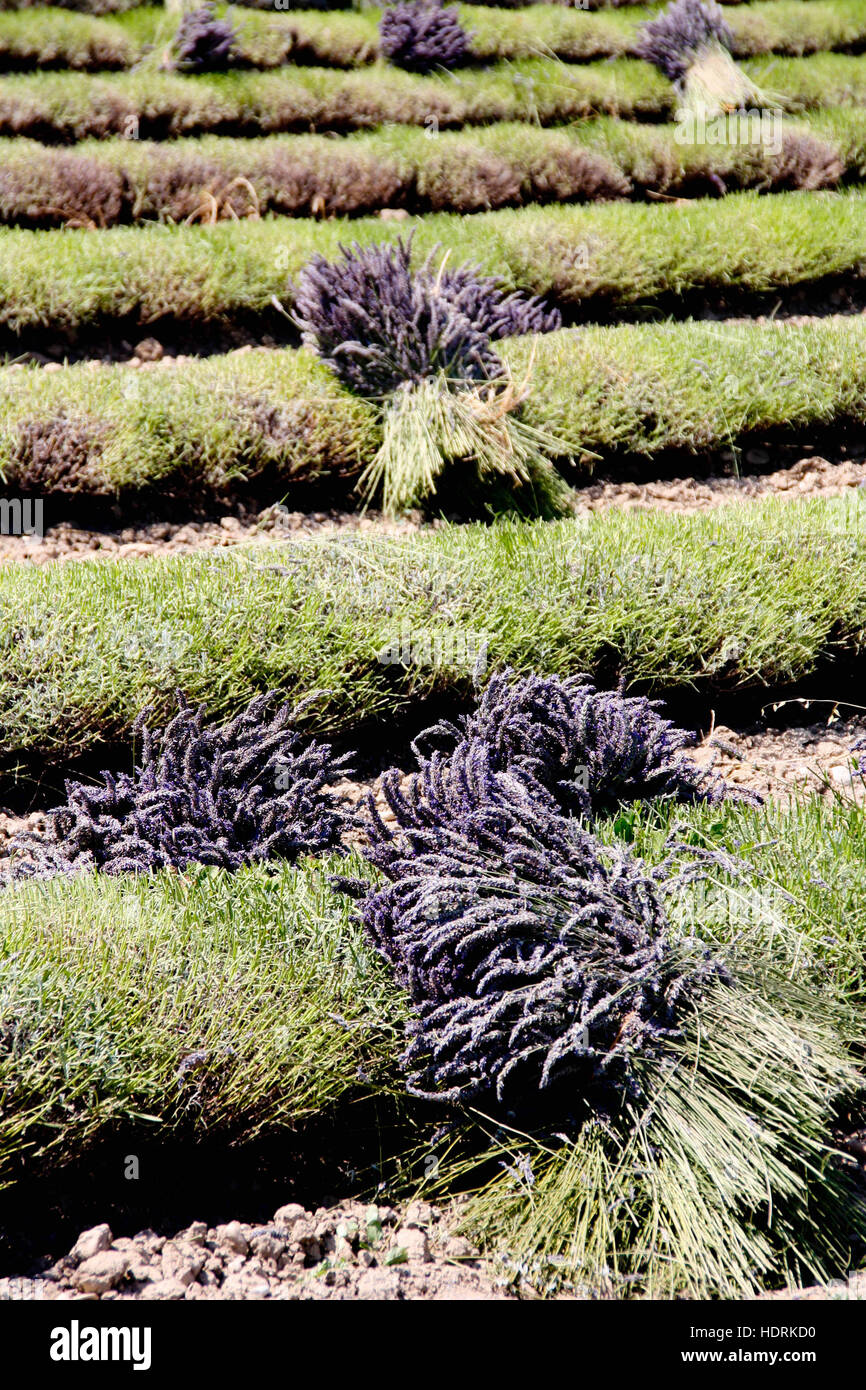 Raccolto di lavanda Foto Stock