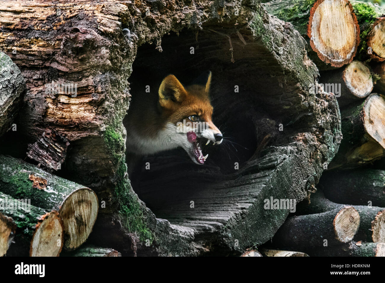 Red Fox (Vulpes vulpes vulpes) in cavità tronco woodpile nella foresta Foto Stock