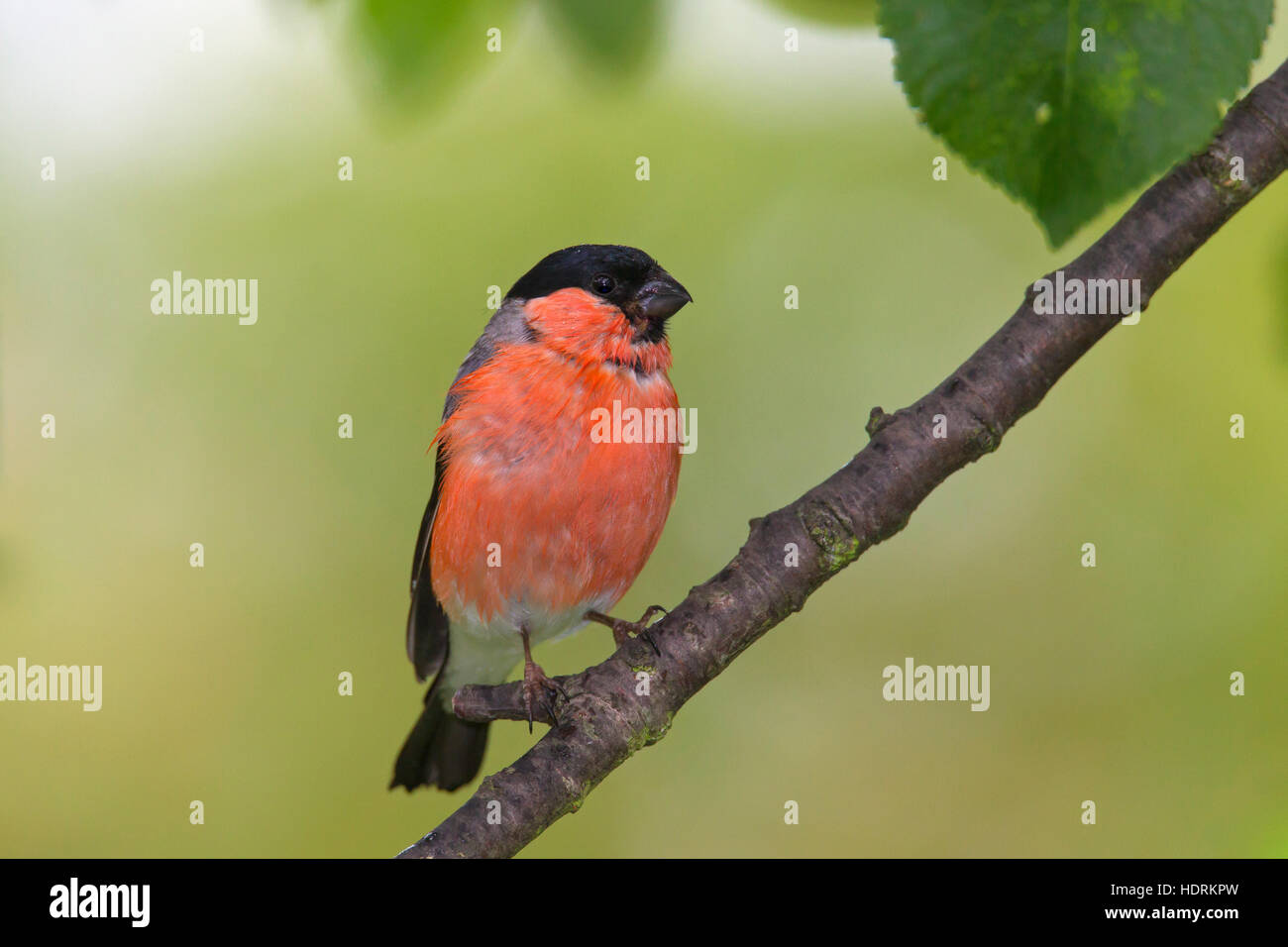 Comuni / bullfinch ciuffolotto (Pyrrhula pyrrhula) maschio arroccato nella struttura ad albero Foto Stock