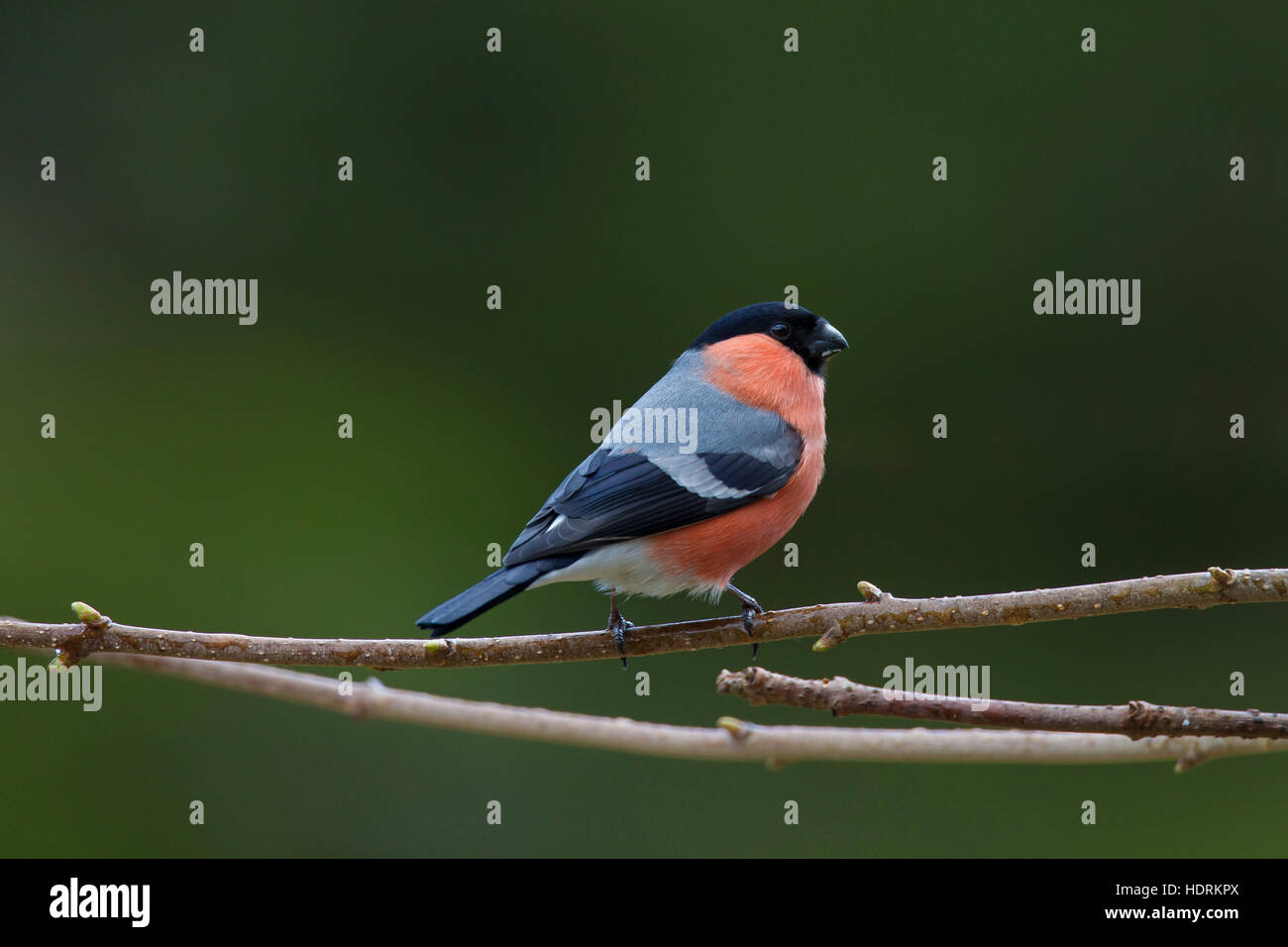 Comuni / bullfinch ciuffolotto (Pyrrhula pyrrhula) maschio arroccato nella struttura ad albero Foto Stock