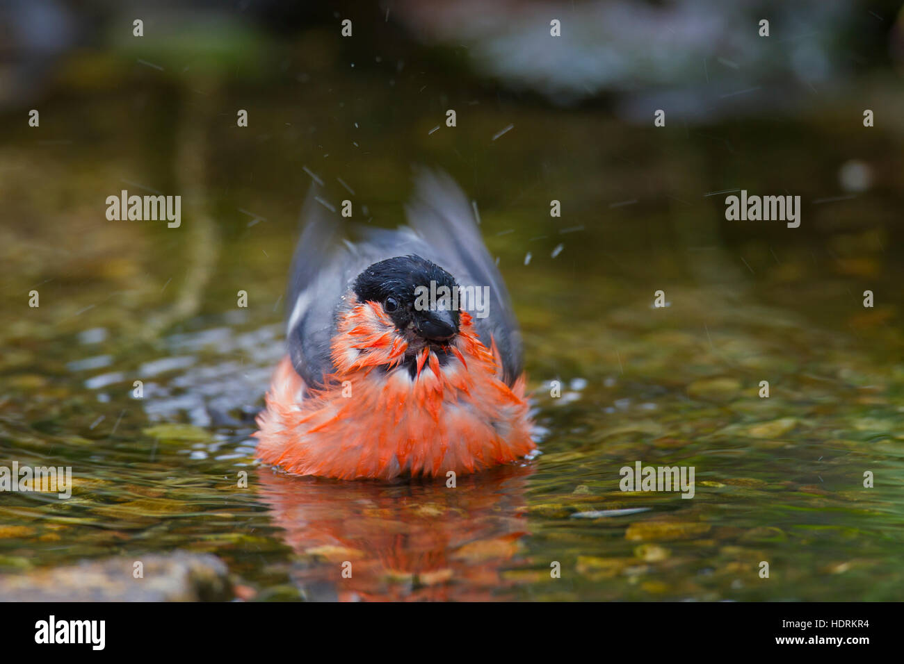 Comuni / bullfinch ciuffolotto (Pyrrhula pyrrhula) maschio di balneazione in acque poco profonde di brook Foto Stock
