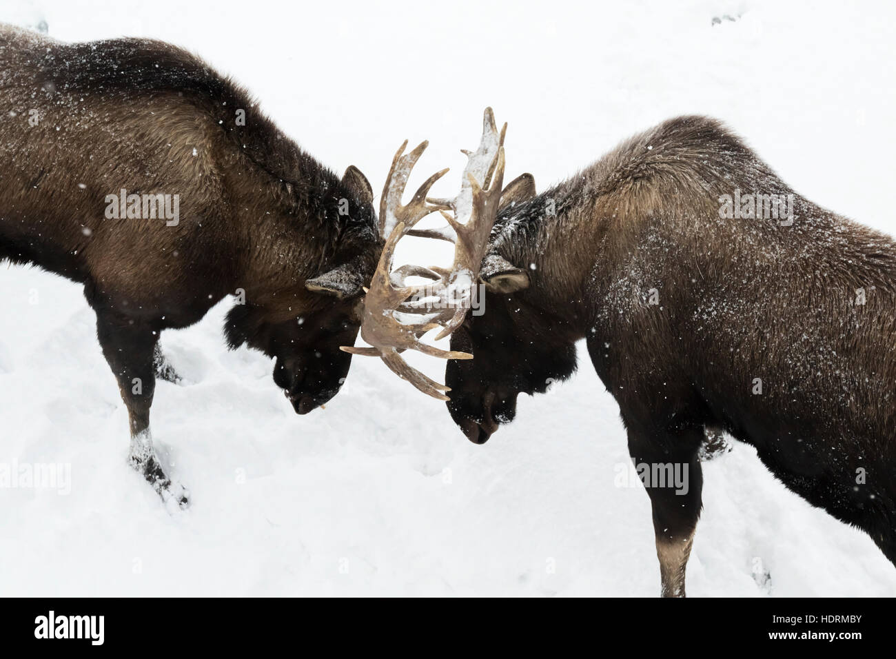 Captive bull moose (Alces alces) svolgono combattimenti con corna toccando nella neve, sud-centrale di Alaska; Portage, Alaska, STATI UNITI D'AMERICA Foto Stock