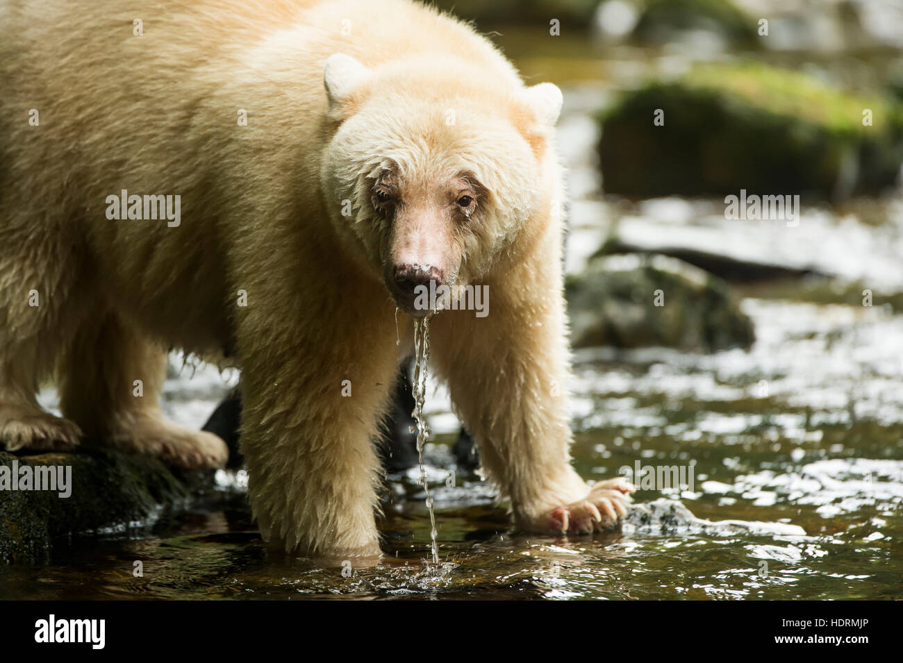 Spirito di Orso (Ursus americanus kermodei) con il gocciolamento di acqua dalla bocca del fiume, grande orso foresta di pioggia; British Columbia, Canada Foto Stock