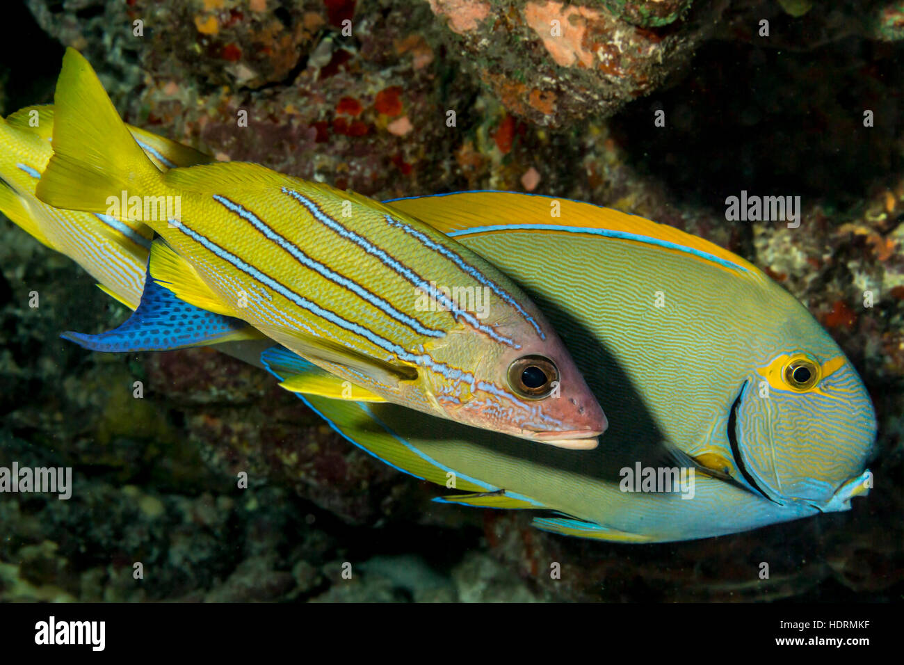 Bluestripe Snapper (Lutjanus kasmira) accanto a un Eyestripe Surgeonfish (Acanthurus dussumieri) fuori della costa di Kona Foto Stock