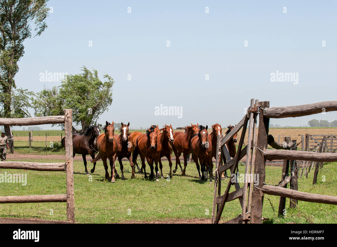 Cavalli in esecuzione in un recinto su un cavallo ranch; Argentina Foto Stock