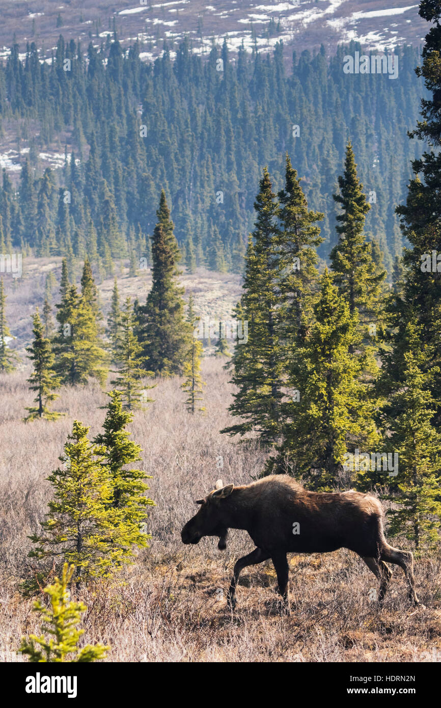 Un toro Moose (Alces Alces) cammina attraverso la Tundra, crescendo i suoi Antlers e sono ora piccoli e in Velvet, Denali National Park and Preserve, CE... Foto Stock