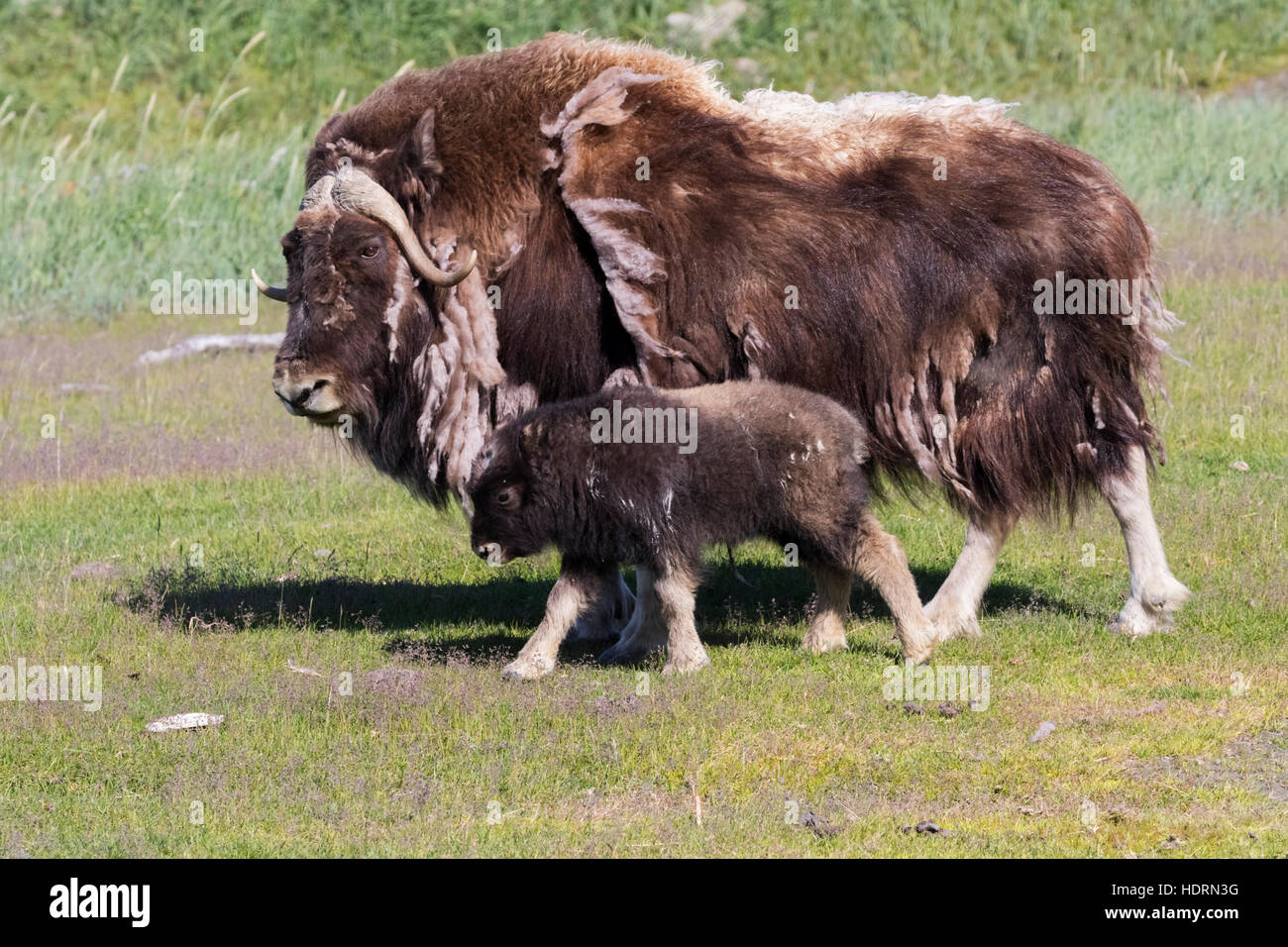 A Muskox (Ovibos Moschatus) Cow Shedding è inverno Coat cammina con il suo giovane vitello, Captive all'Alaska Wildlife Conservation Center, South-cent... Foto Stock