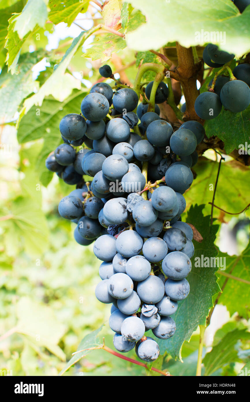 Un cluster di grandi dimensioni di uve viola è quasi pronte per la raccolta; Mendoza, provincia di Mendoza, Argentina Foto Stock