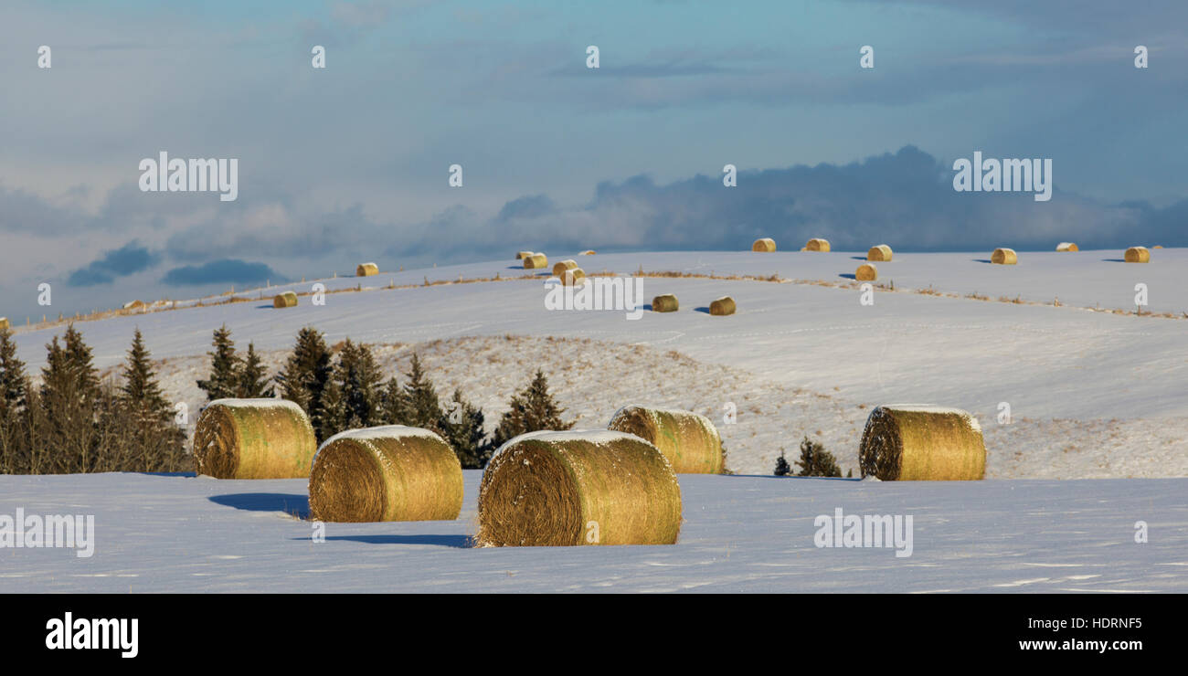 Coperta di neve balle di fieno posa sulla coperta di neve i campi nella Pedemontana; Priddis, Alberta, Canada Foto Stock